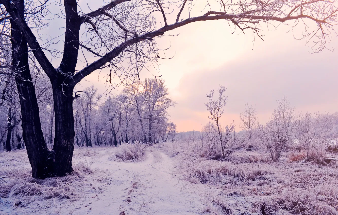 Photo wallpaper winter, snow, trees