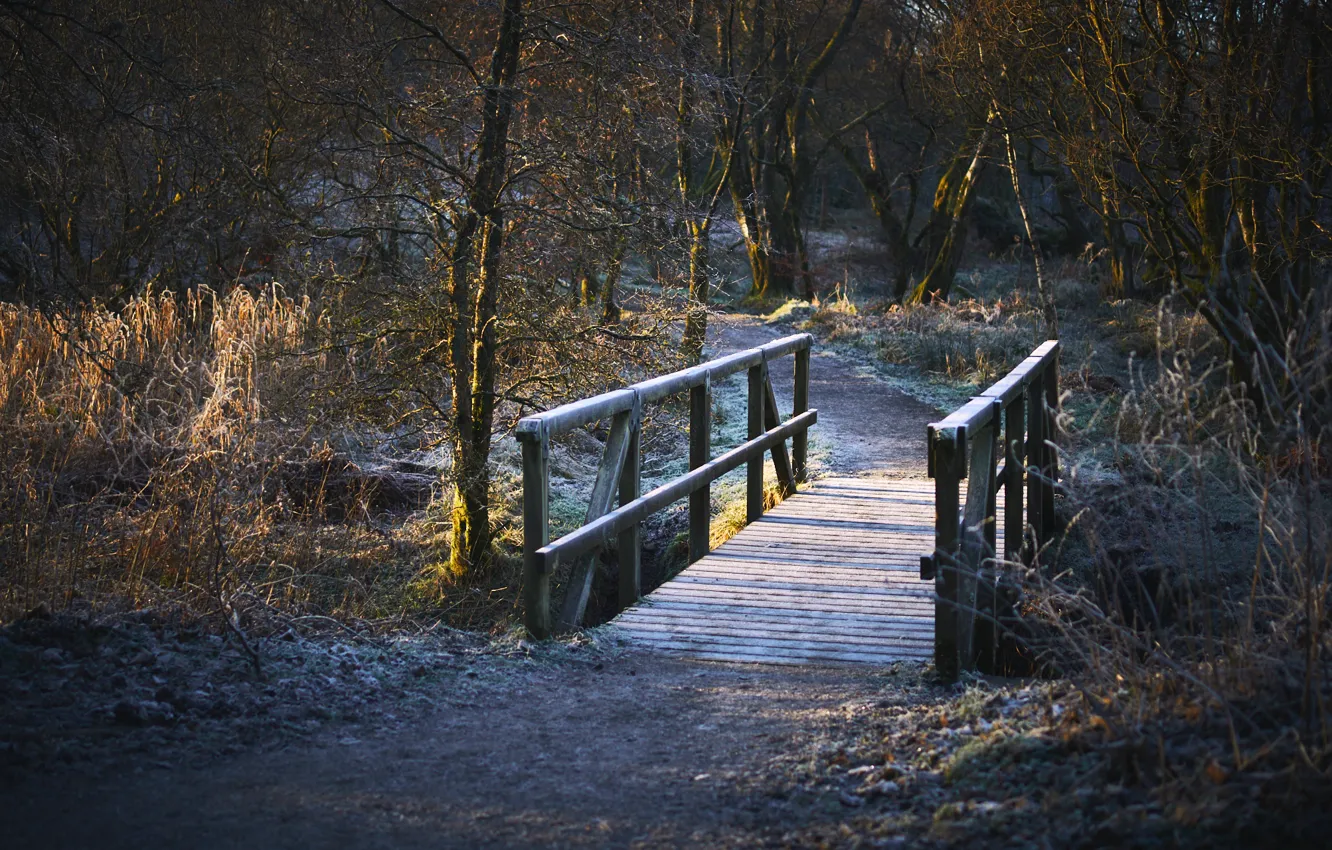 Photo wallpaper bridge, wood, park