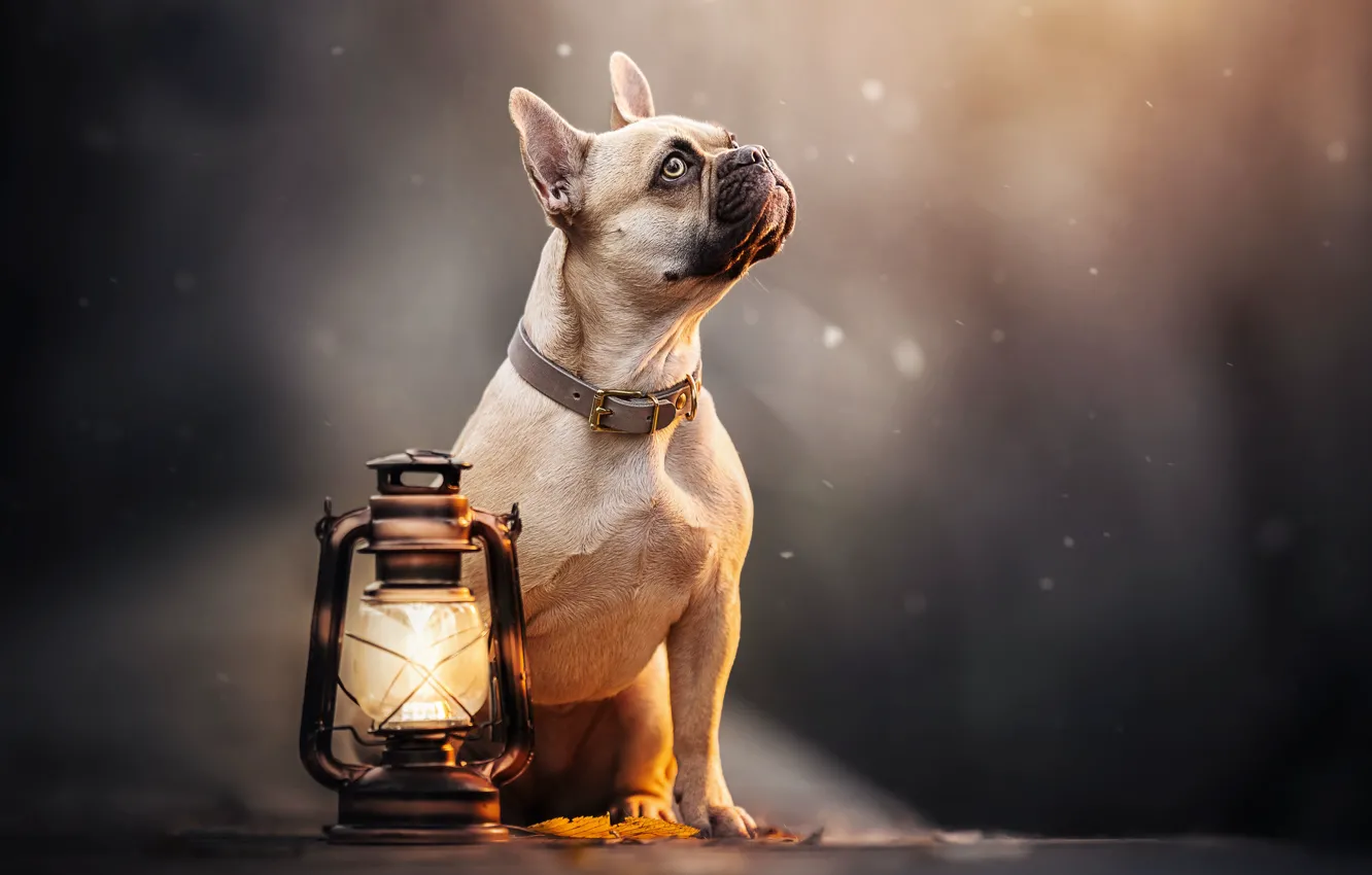 Photo wallpaper dog, lantern, collar, French bulldog