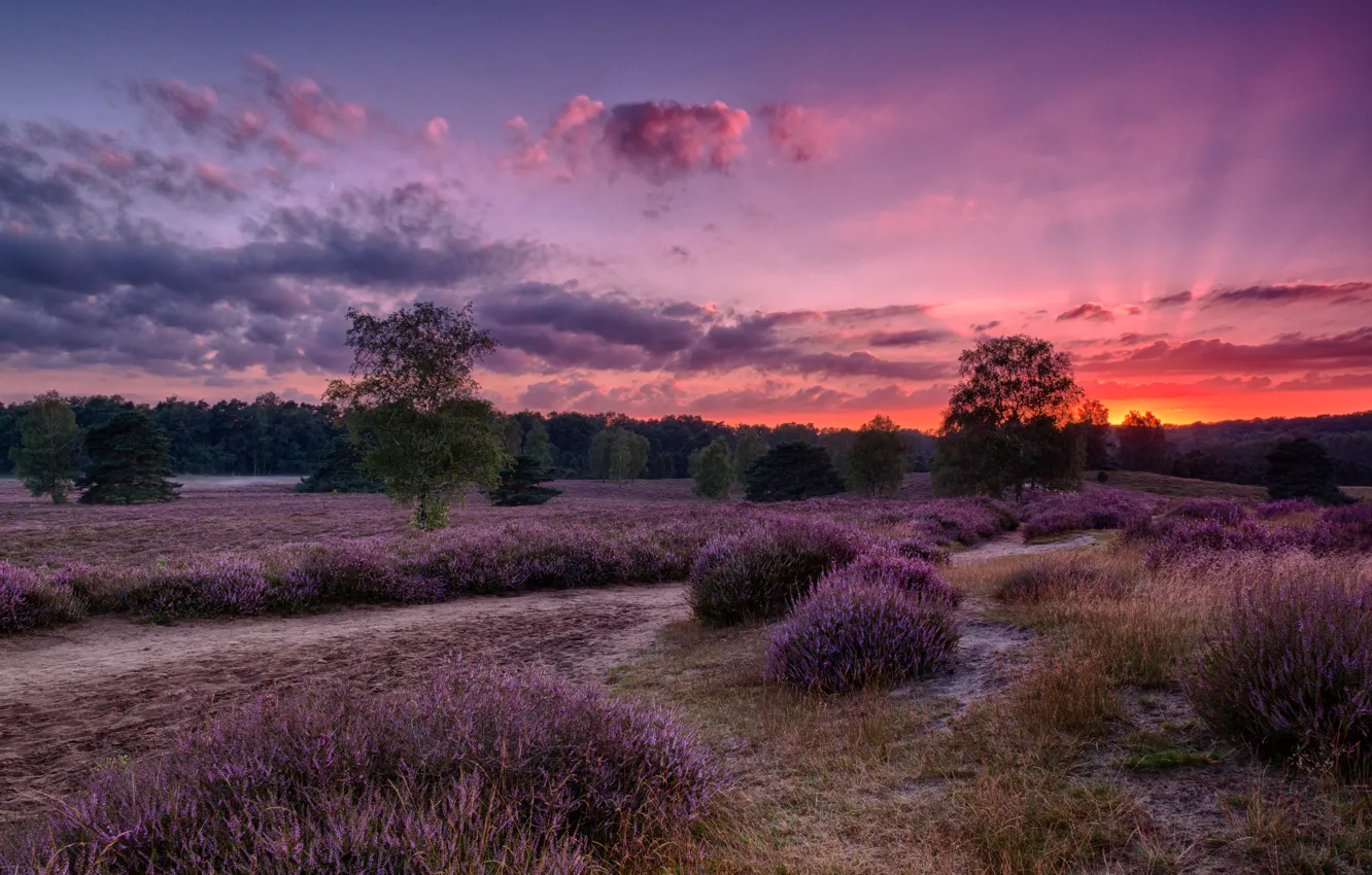 Photo wallpaper field, forest, the sky, clouds, trees, sunset, flowers, Germany