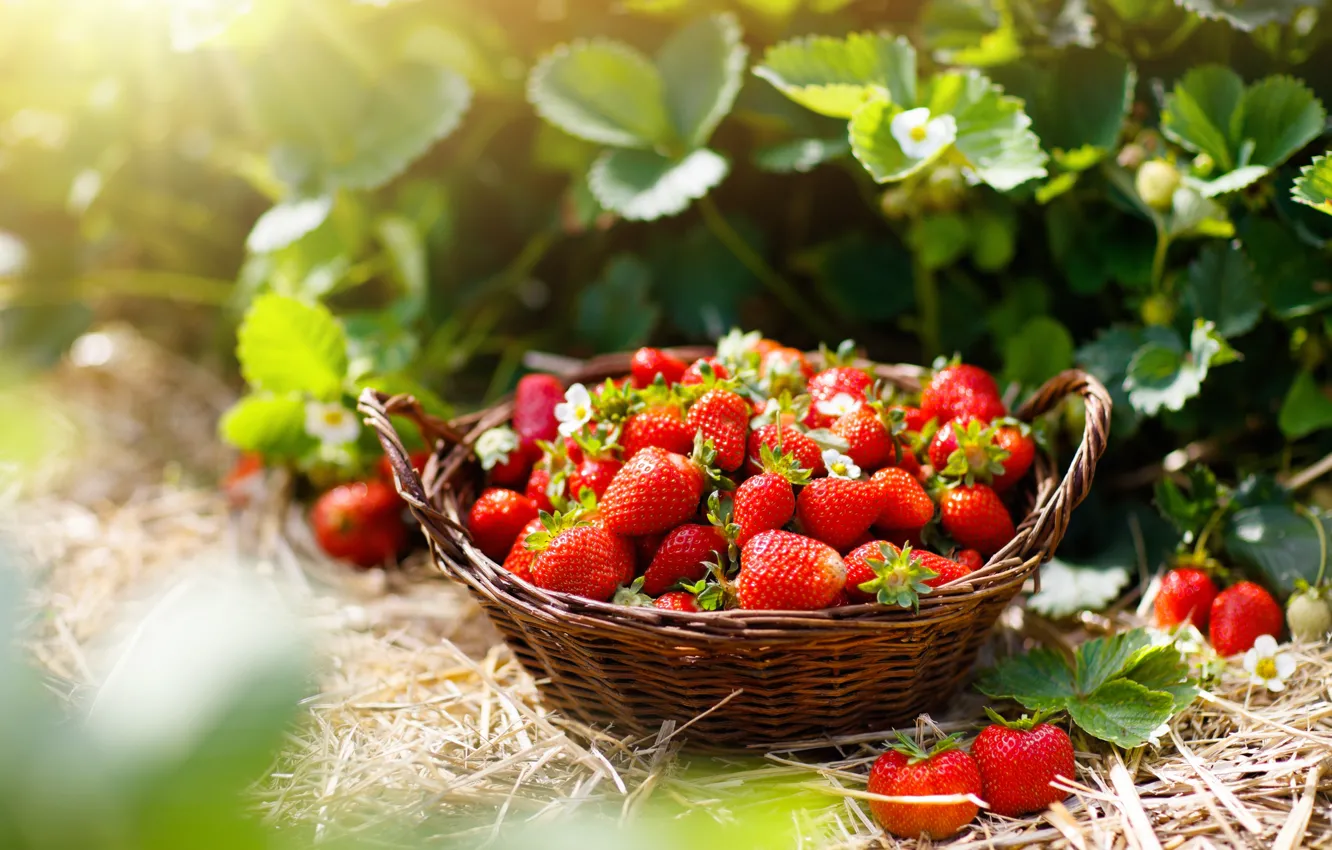 Photo wallpaper summer, rays, light, nature, berries, garden, harvest, strawberry