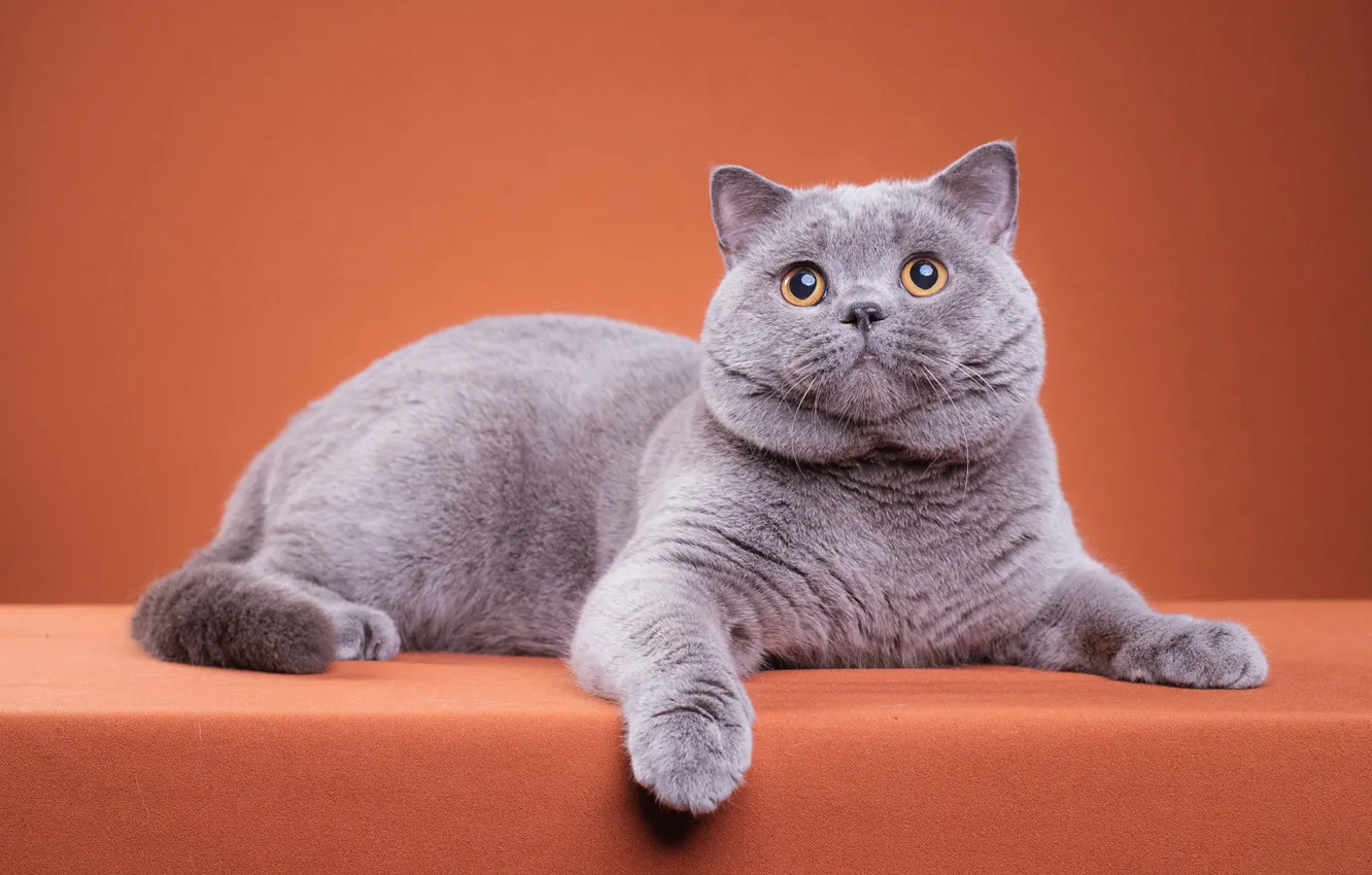 Photo wallpaper cat, cat, look, pose, grey, sweetheart, paws, muzzle