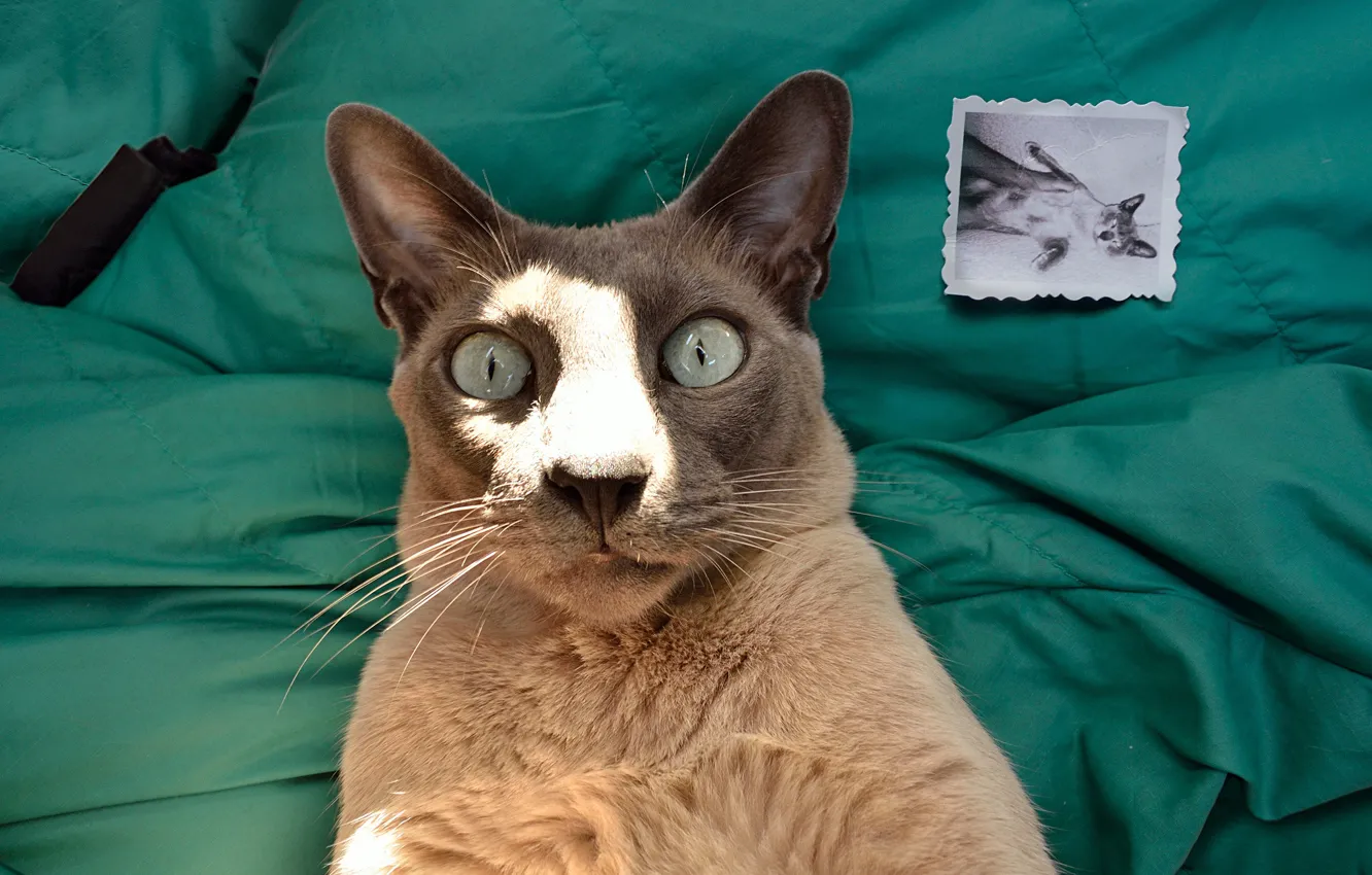 Photo wallpaper cat, cat, look, face, light, photo, bed, photos