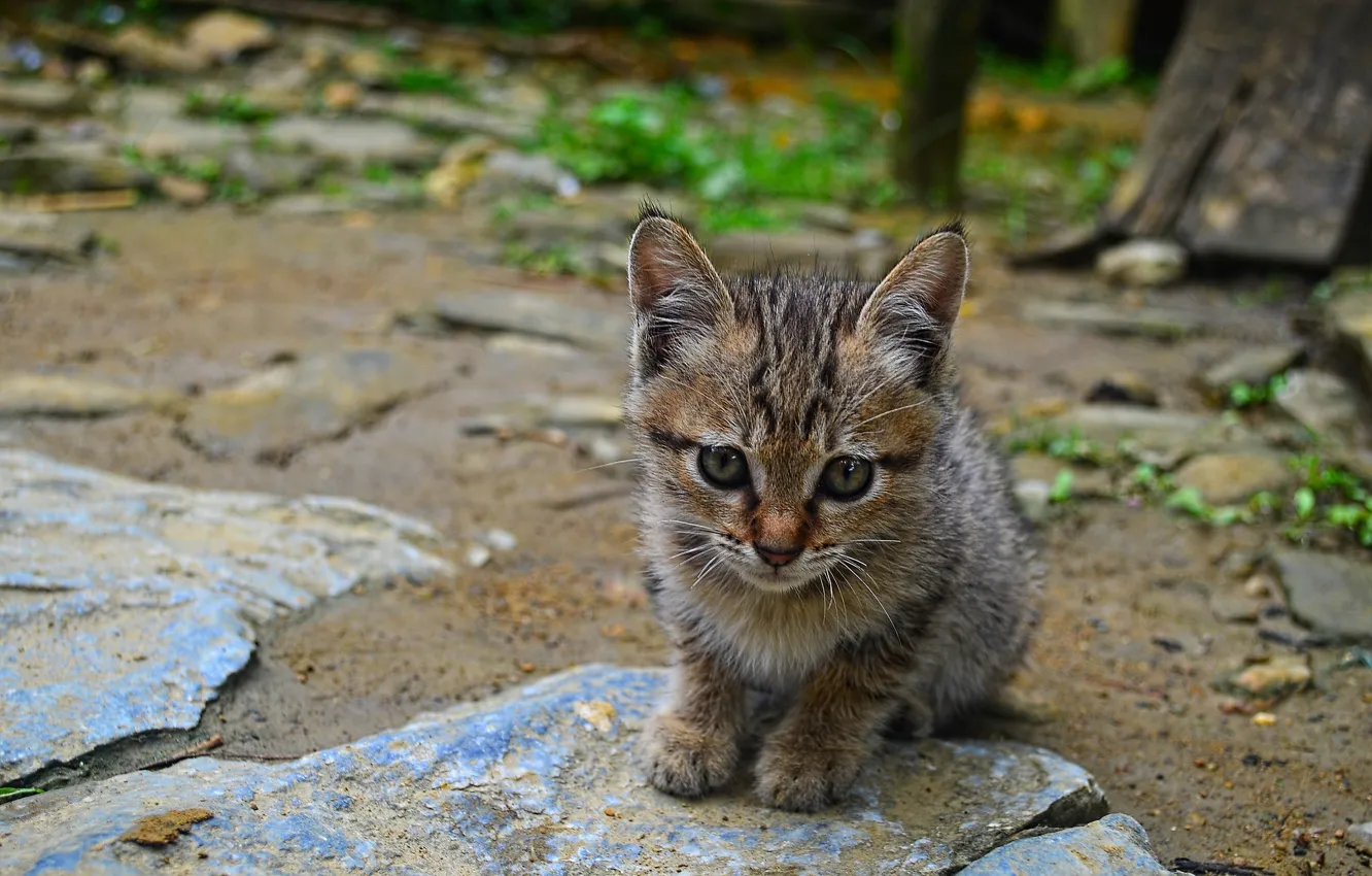 Photo wallpaper eyes, look, background, kitty