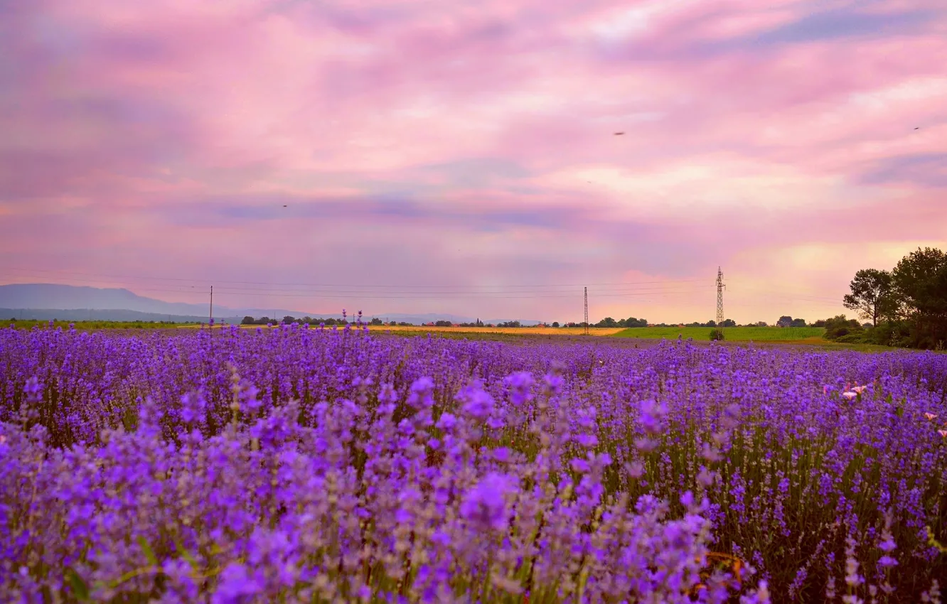 Photo wallpaper sunset, nature, nature, sunset, lavender, lavender, lavender field, lavender field