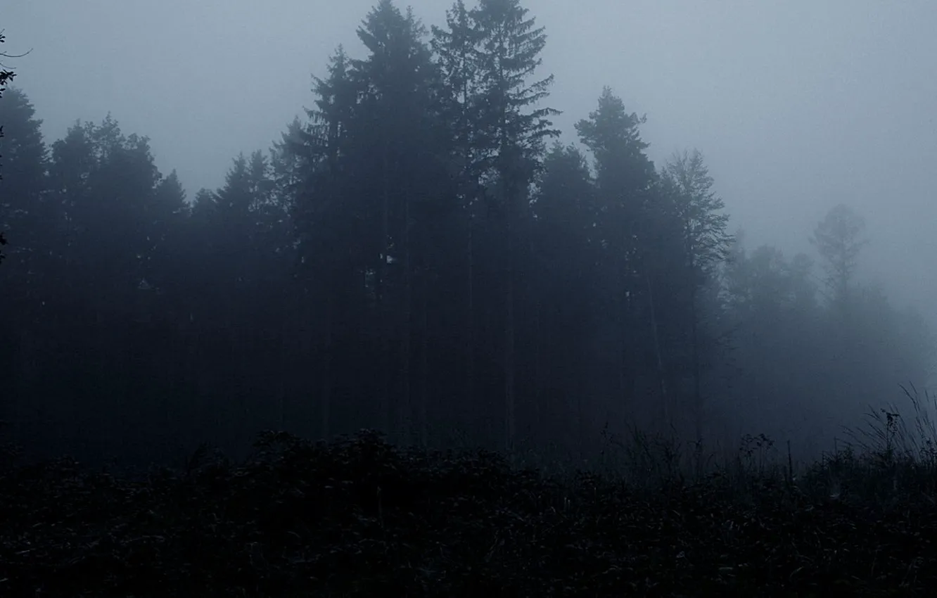 Photo wallpaper forest, trees, fog, the darkness