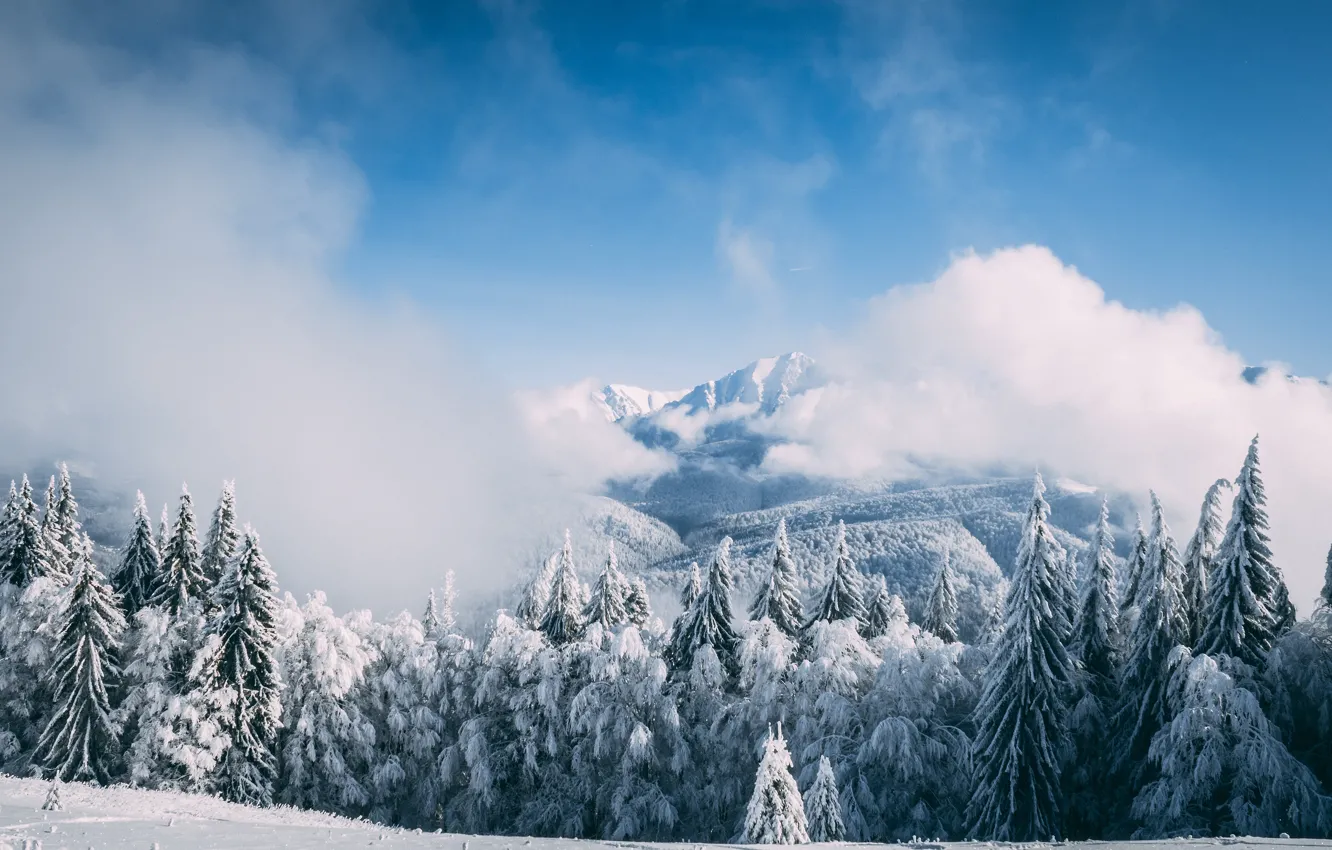 Photo wallpaper winter, frost, forest, the sky, clouds, snow, trees, mountains