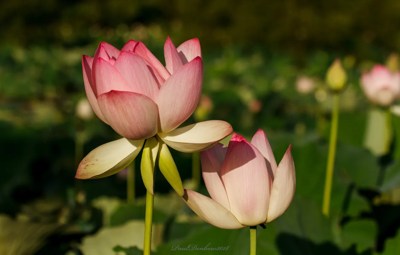 Photo wallpaper pink, buds, Lotus