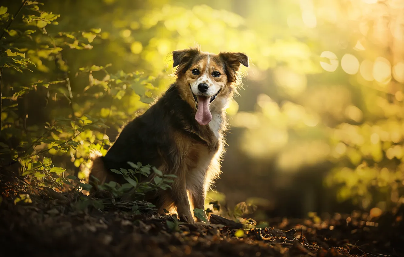 Photo wallpaper autumn, dog, bokeh, Monty