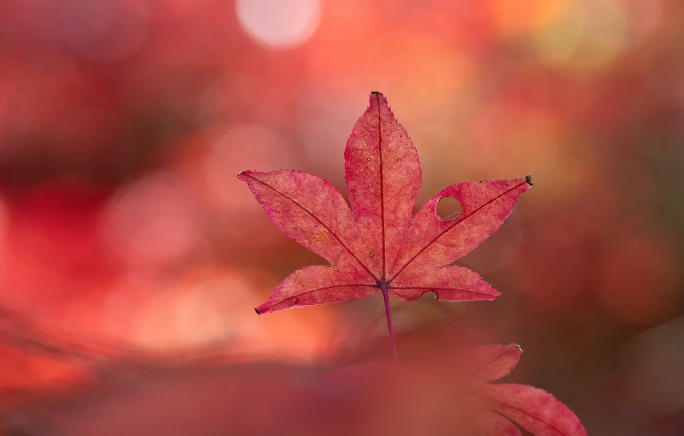 Photo wallpaper autumn, red, background, hole, maple, bokeh, Autumn leaf