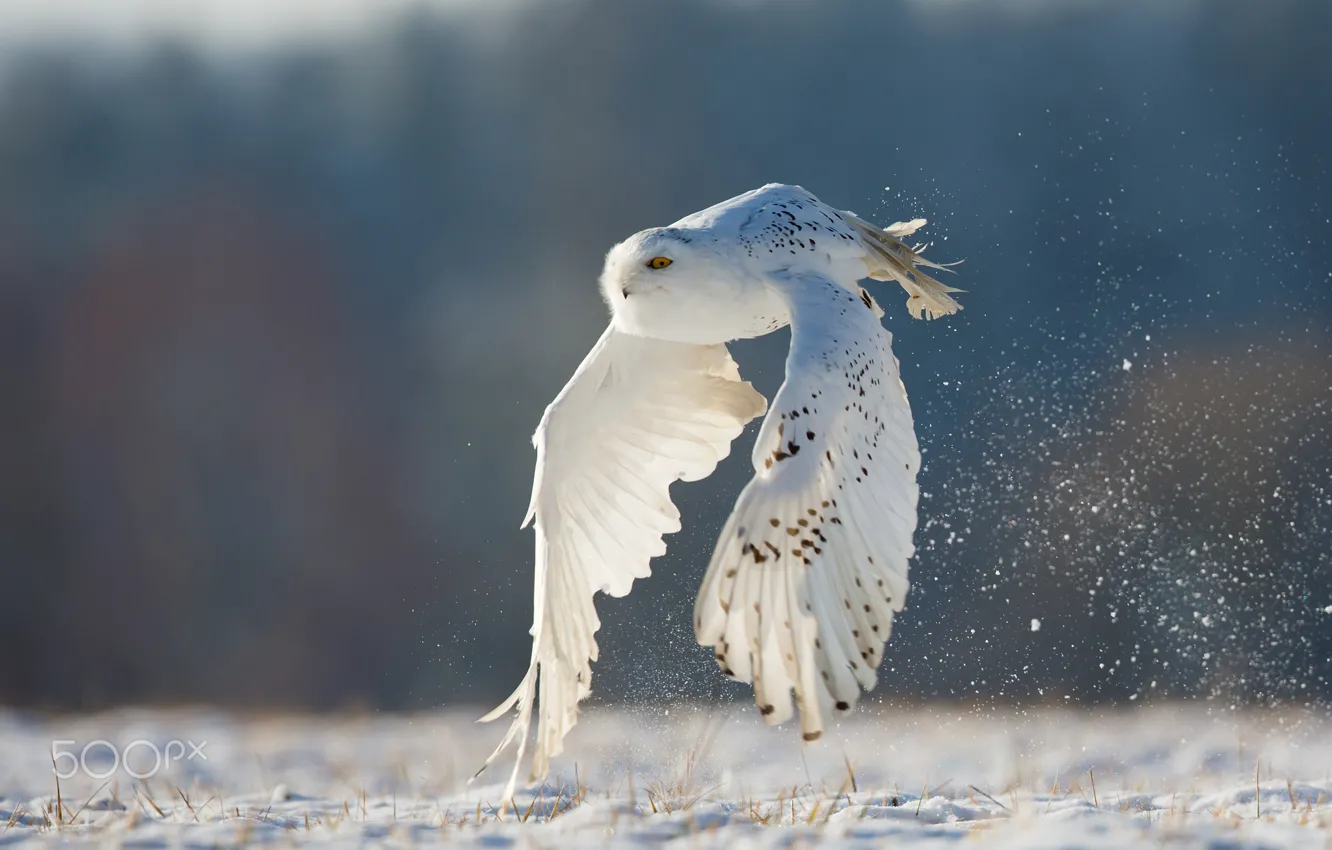 Photo wallpaper winter, white, flight, owl, polar