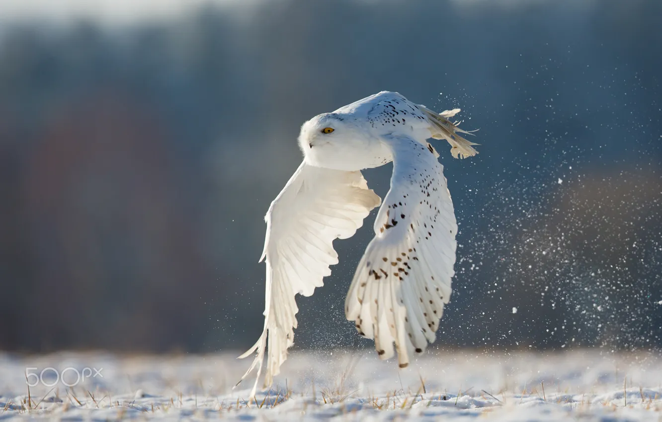 Photo wallpaper winter, flight, owl, white, polar