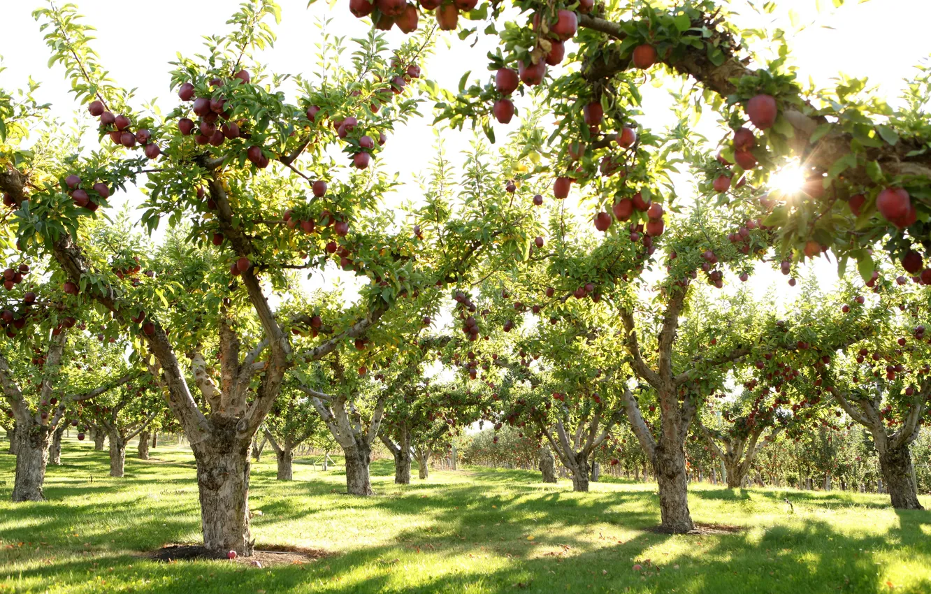 Photo wallpaper the sky, grass, trees, nature, lawn, apples, plants, grass