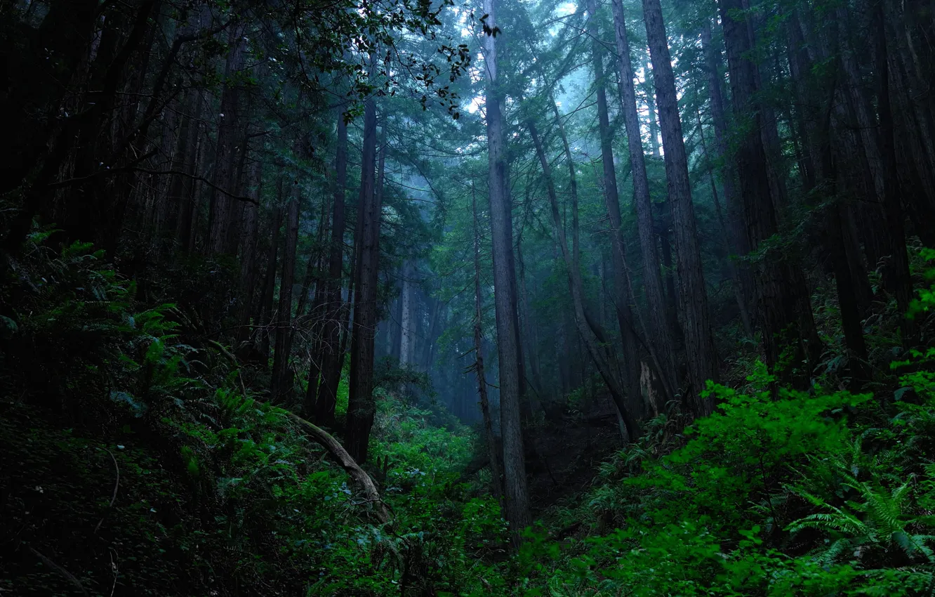 Photo wallpaper forest, trees, nature, USA, USA, twilight, Purisima Open Space, David Henry