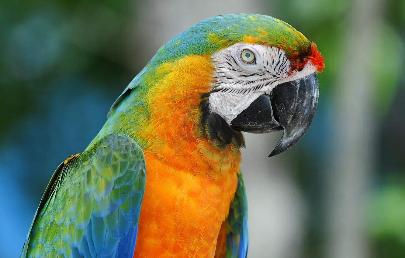 Photo wallpaper bird, parrot, Ara