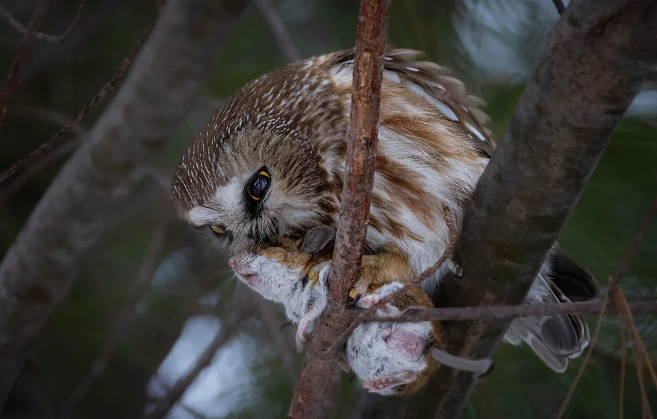 Photo wallpaper trees, owl, bird, rat, mining, rodent, owl