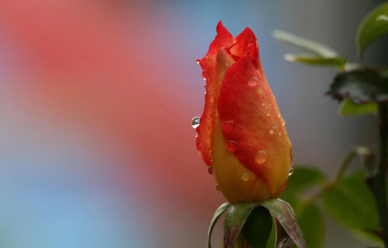 Photo wallpaper drops, Rosa, background, roses, buds