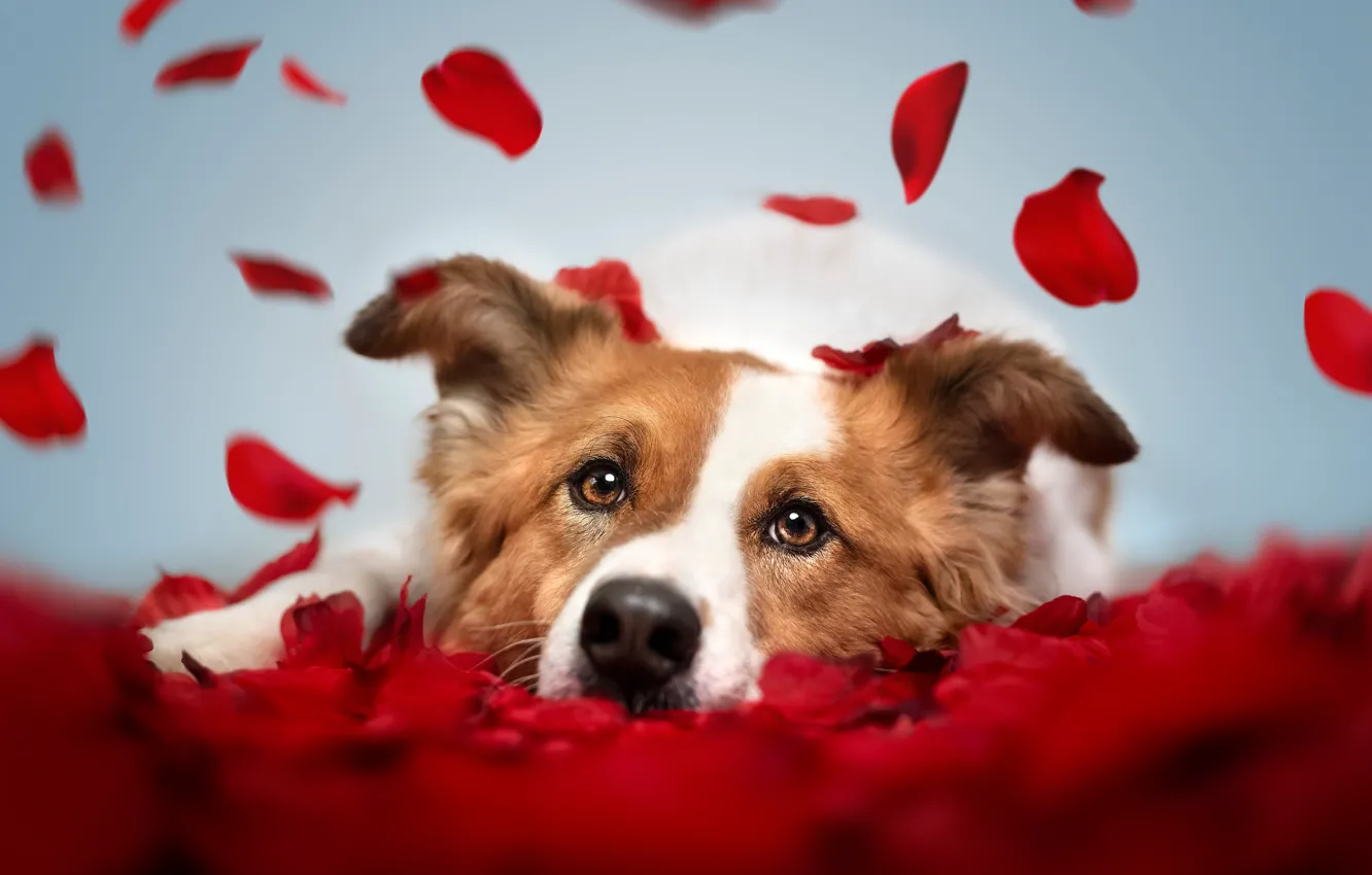 Photo wallpaper face, dog, petals