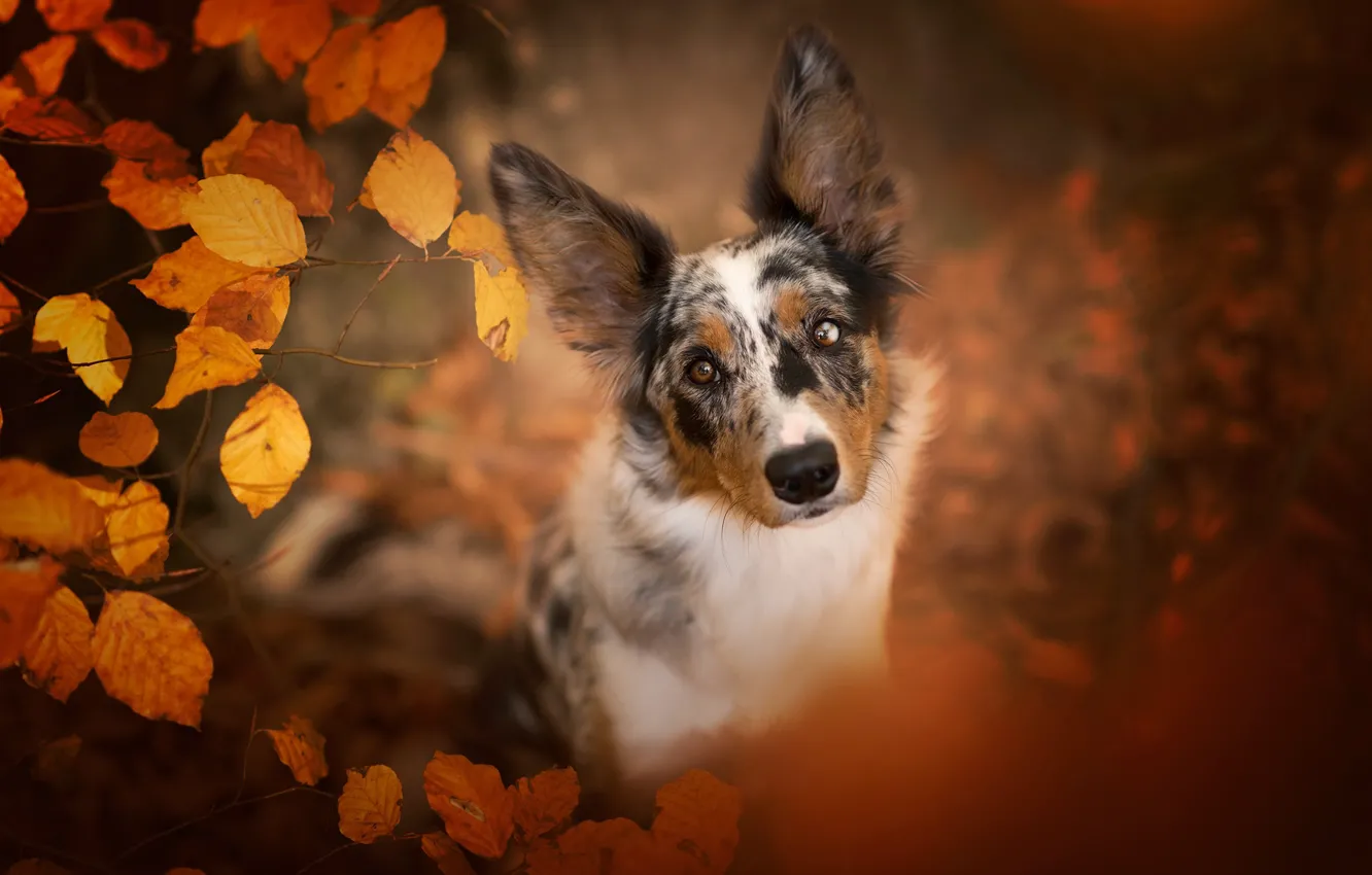 Photo wallpaper autumn, look, branches, nature, pose, Park, foliage, portrait