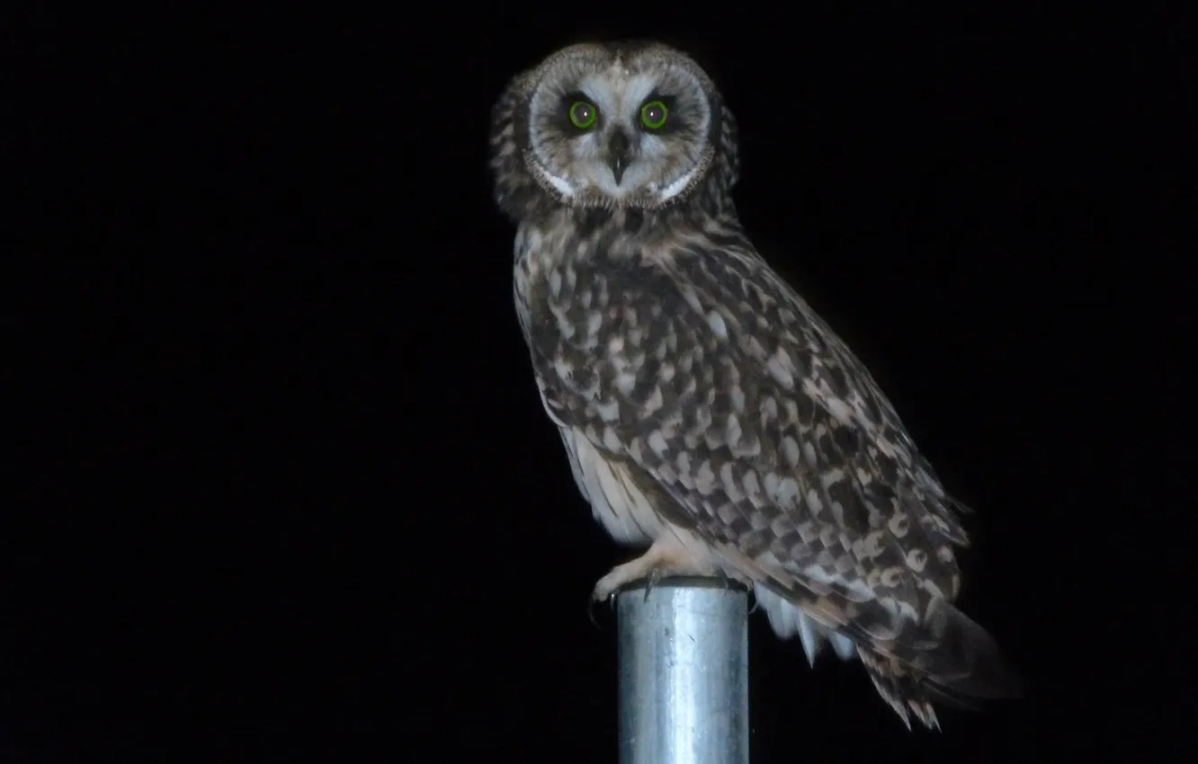 Photo wallpaper look, night, owl, bird