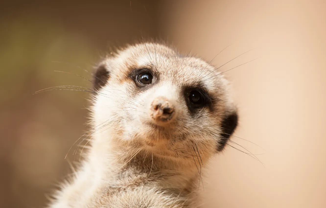 Photo wallpaper look, face, meerkats