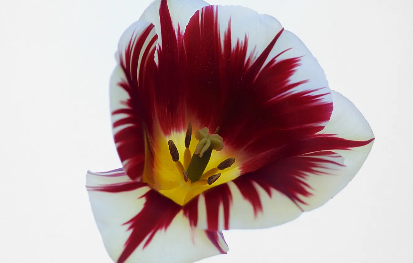 Photo wallpaper macro, Tulip, spring, petals