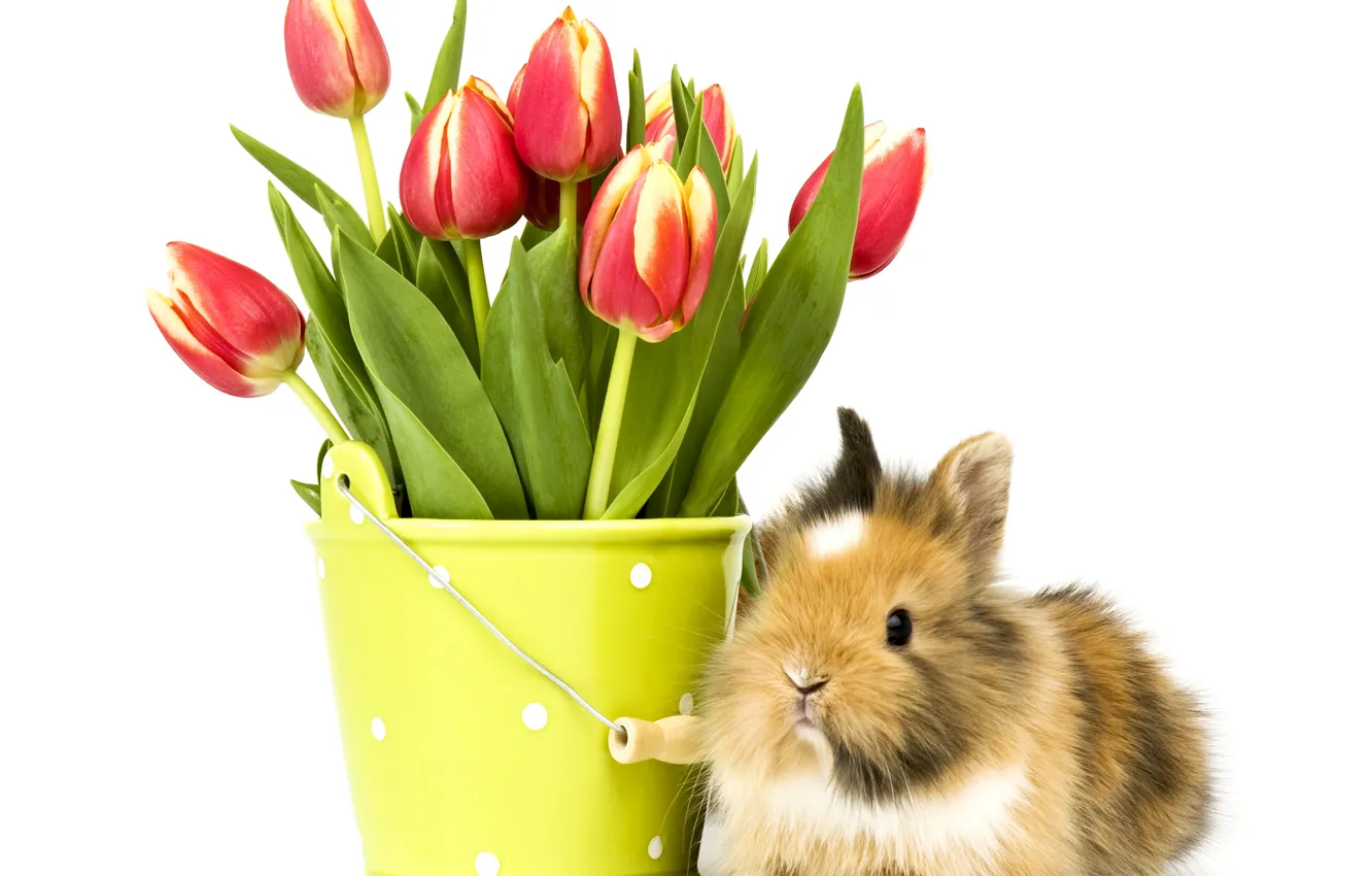 Photo wallpaper photo, Flowers, Rabbit, Tulips, Animals