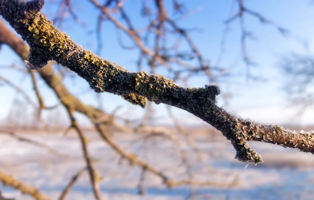 Photo wallpaper winter, the sky, snow, trees, branch, new year, frost