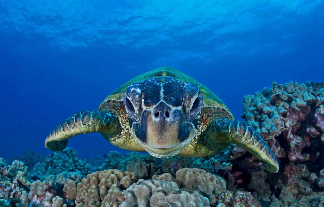 Photo wallpaper sea, the ocean, green turtle