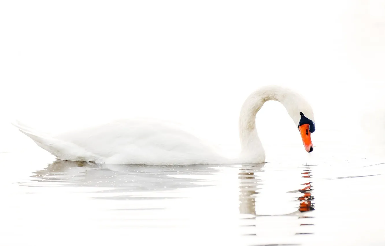 Photo wallpaper water, lake, white background, swan, swans, water, lake, white background