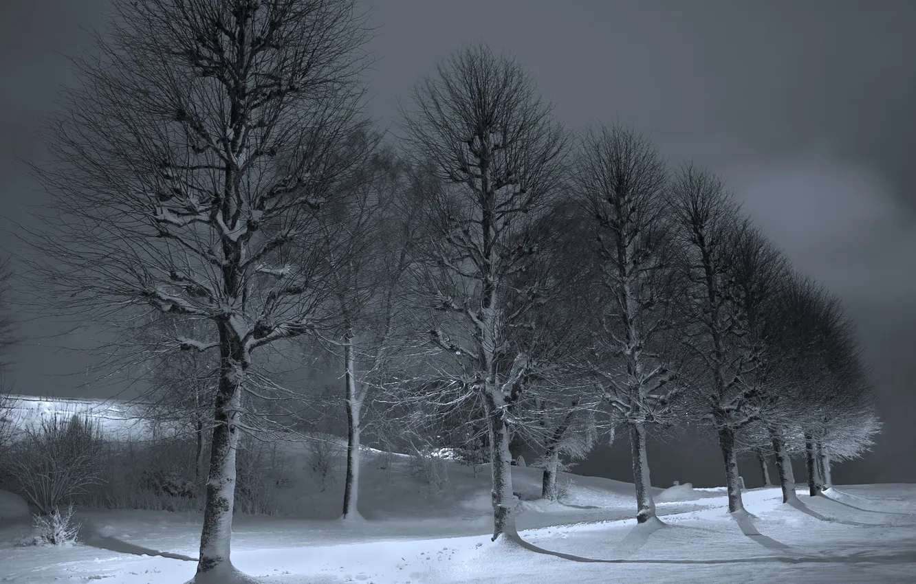 Photo wallpaper winter, trees, night
