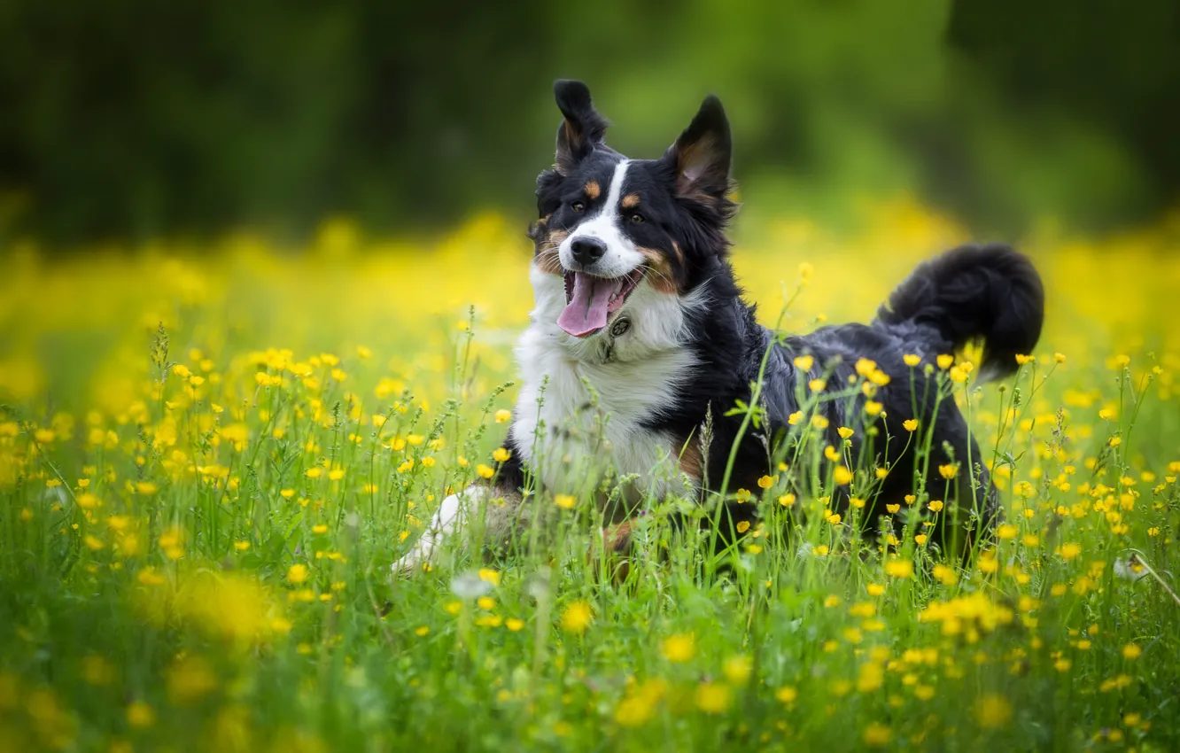 Photo wallpaper joy, flowers, dog, meadow, walk, Bernese mountain dog