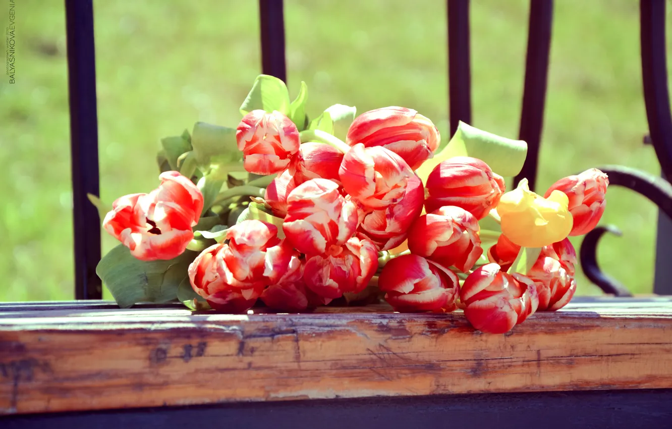 Photo wallpaper summer, macro, landscape, flowers, nature, photo, cute, beautiful