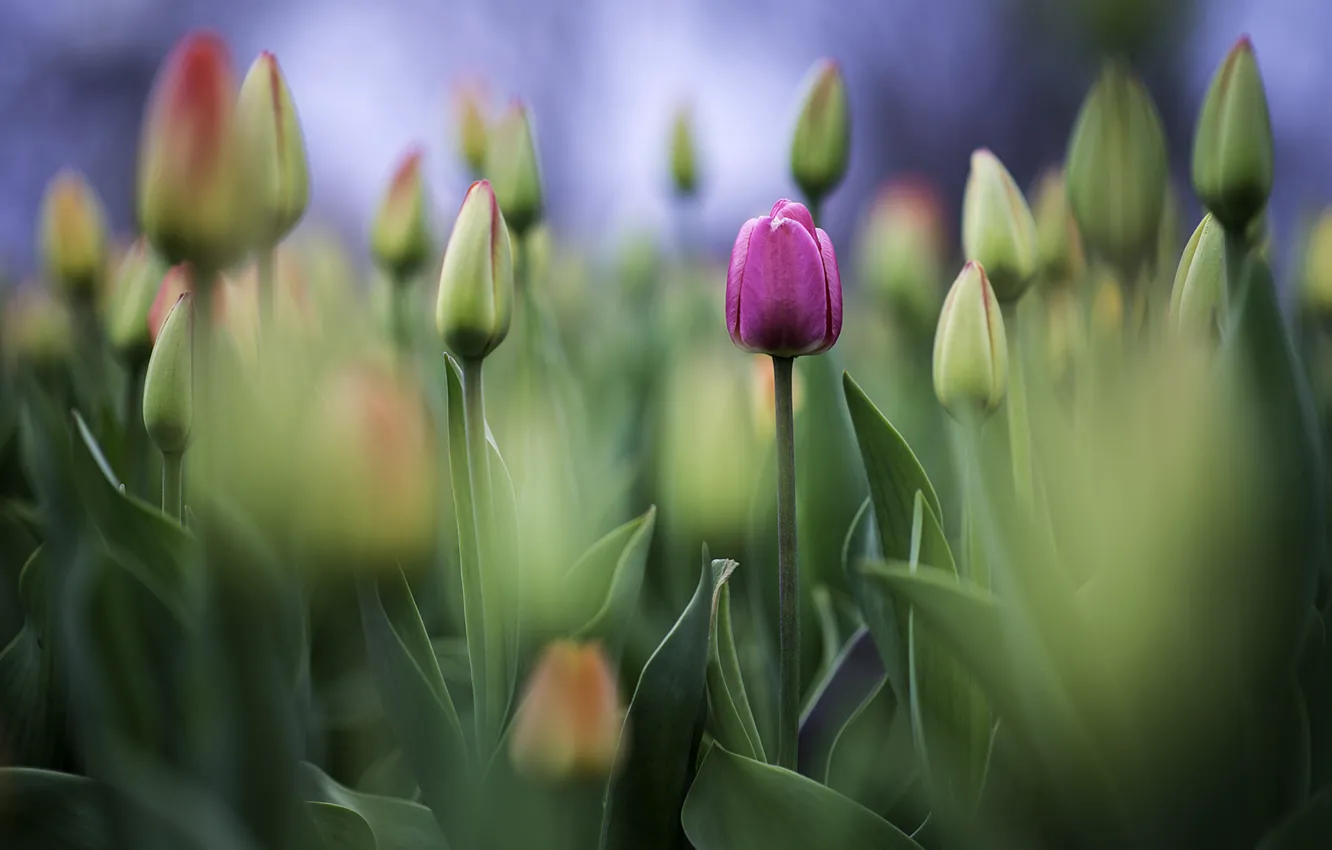 Photo wallpaper Tulip, Bud, tulips, photo, photographer, Greg Stevenson
