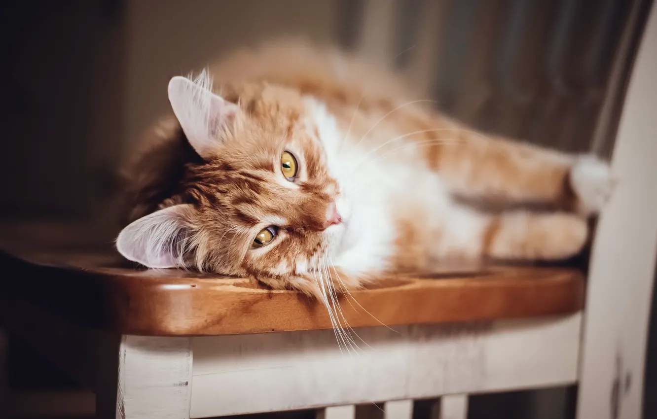 Photo wallpaper cat, comfort, home