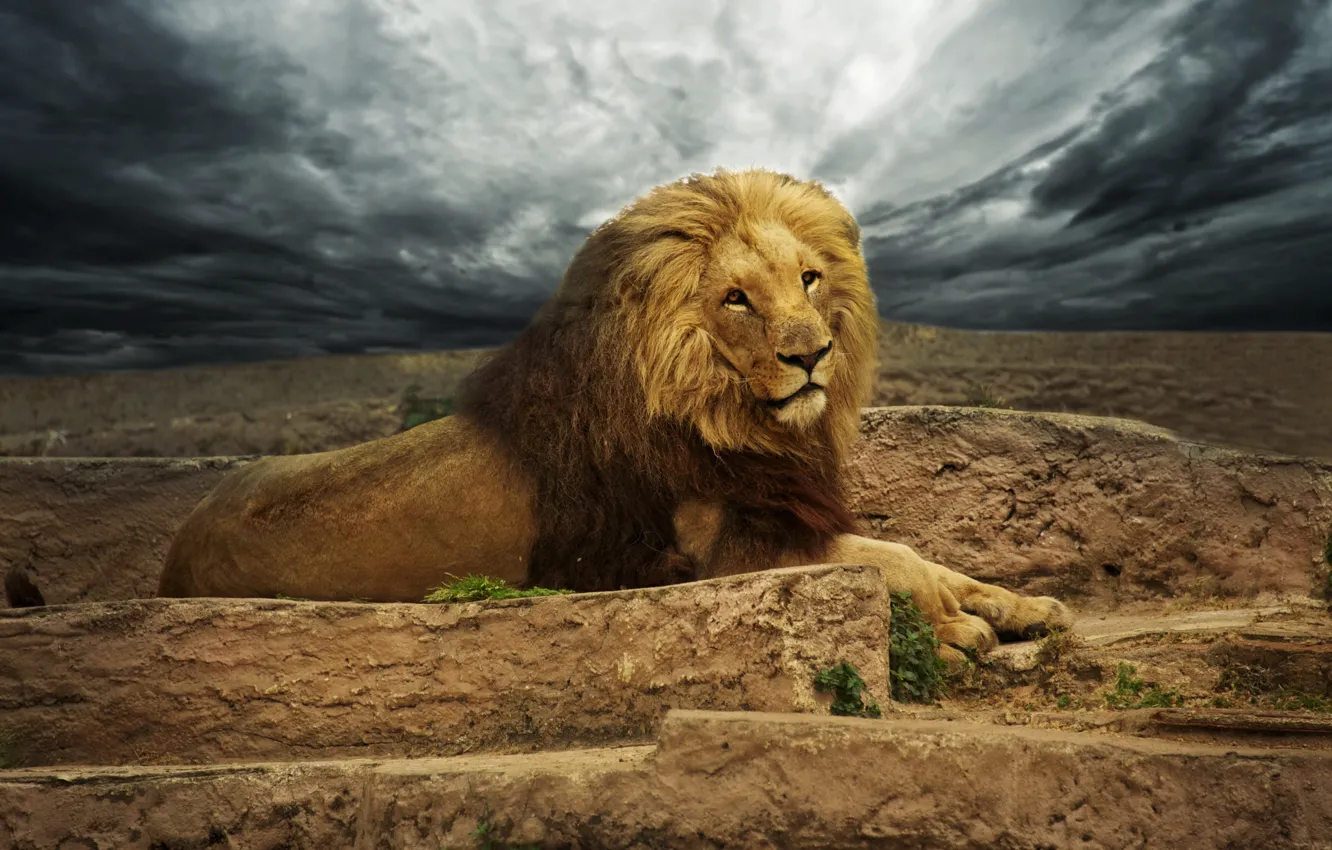 Photo wallpaper the sky, clouds, stones, Leo, stage, lies, wild cats, gloomy