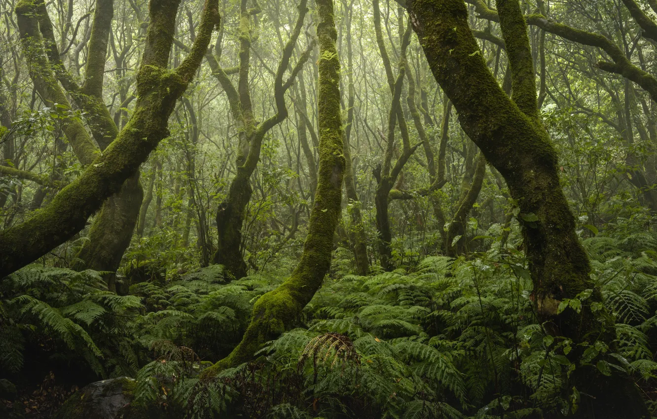 Photo wallpaper forest, trees, Portugal, fern, Madeira, Portugal, Madeira