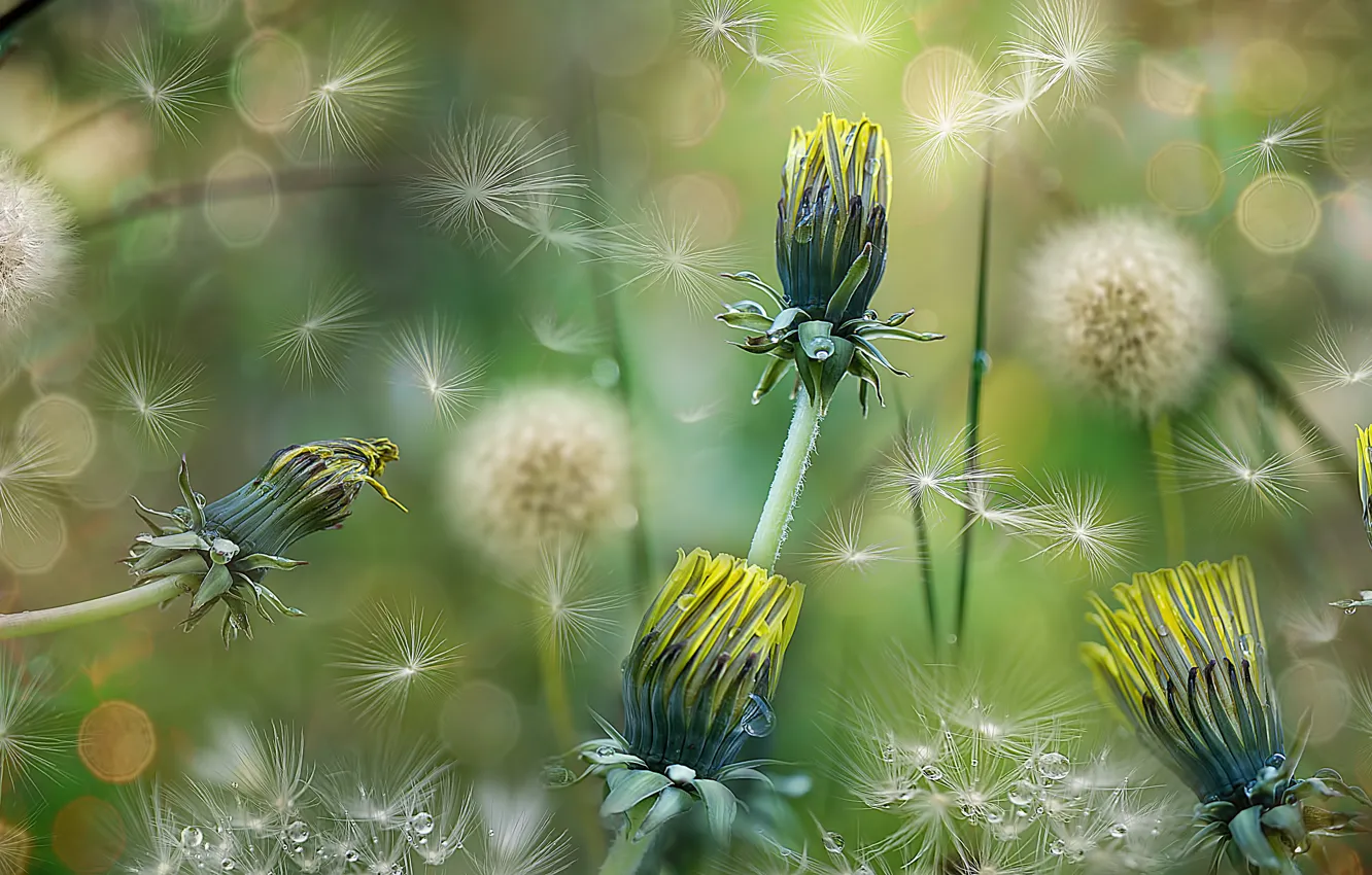 Photo wallpaper flower, photo, dandelion