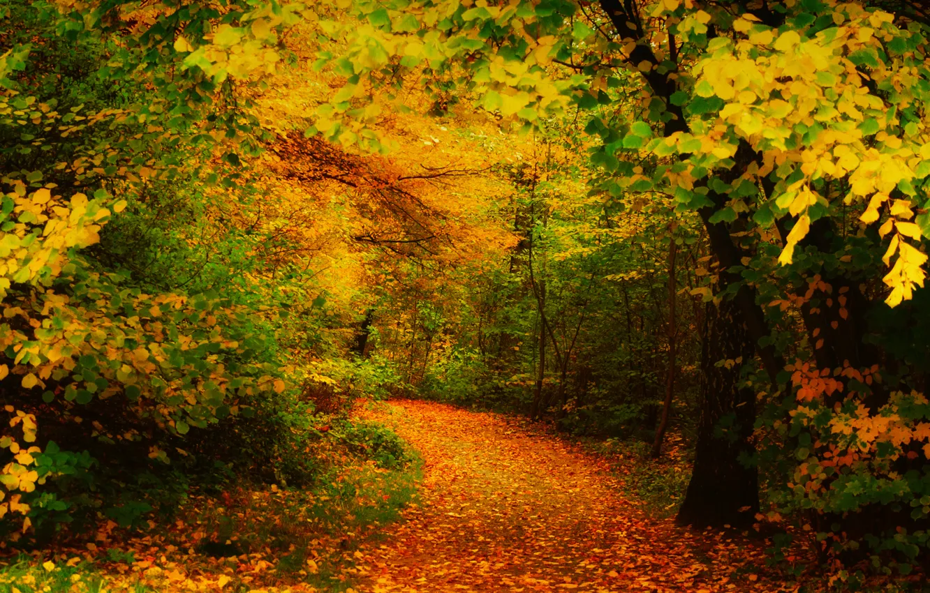 Photo wallpaper autumn, leaves, trees, yellow, track