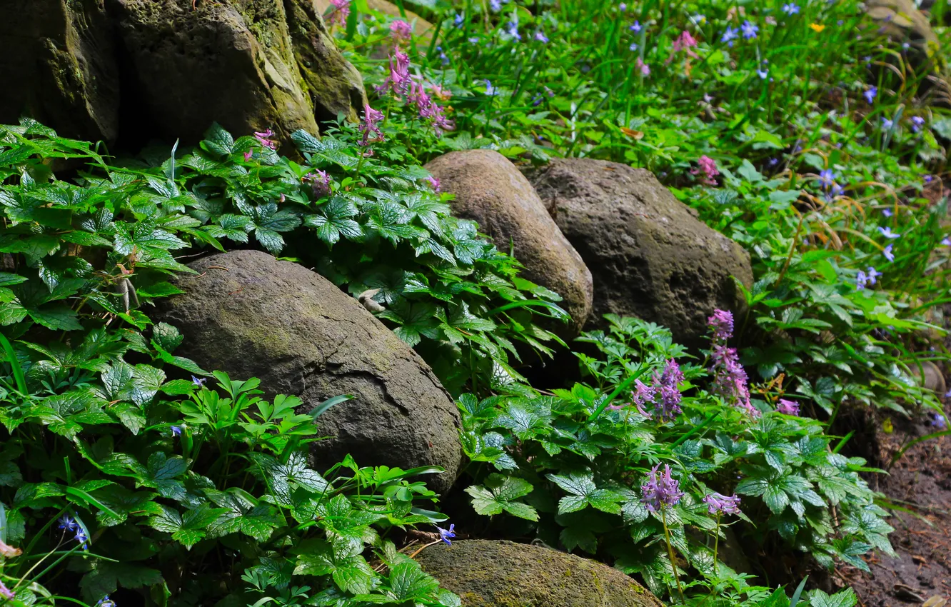 Photo wallpaper flower, stones, plant, Boulders