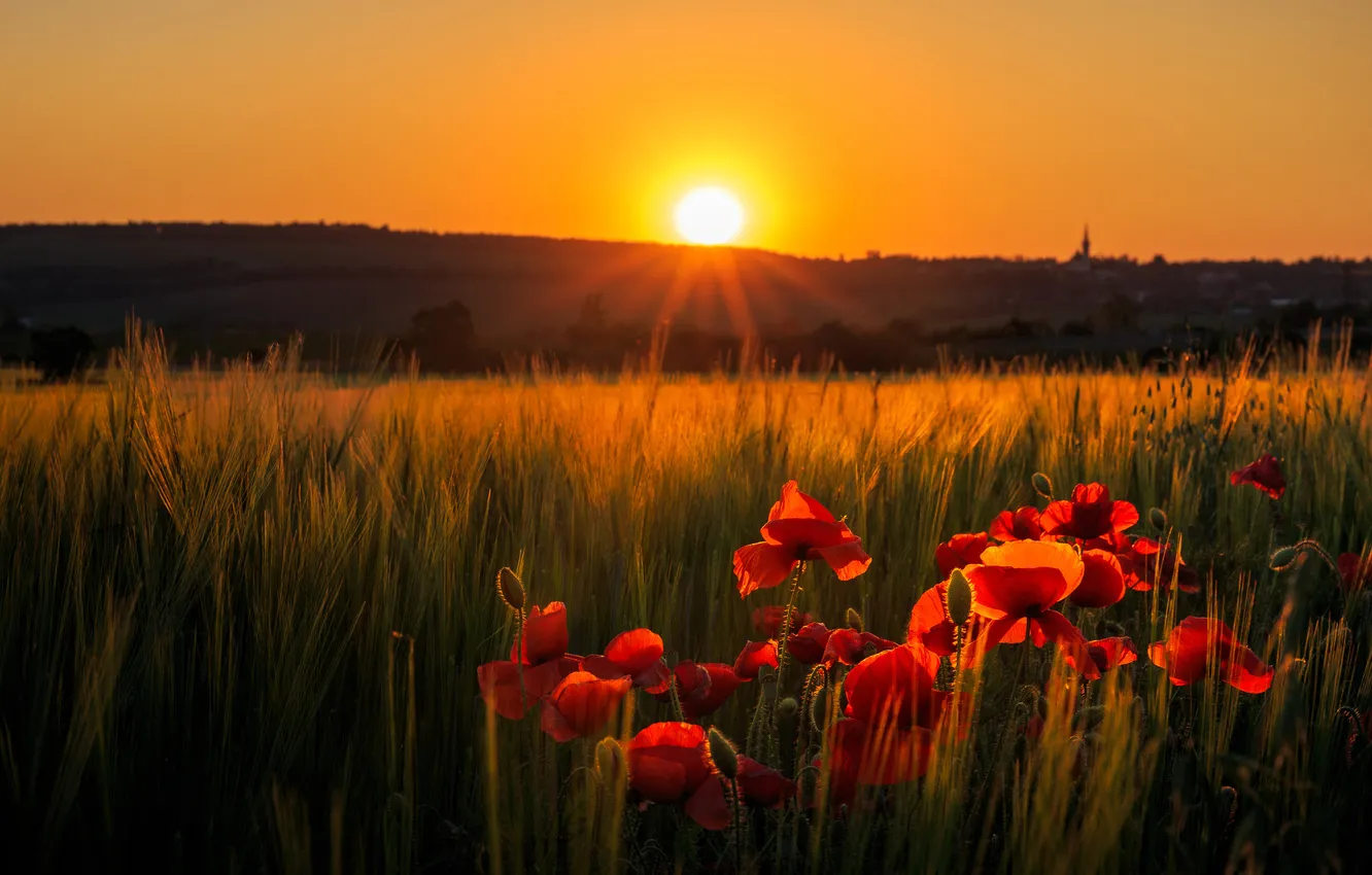 Photo wallpaper field, summer, the sky, flowers, nature, view, Maki, dal