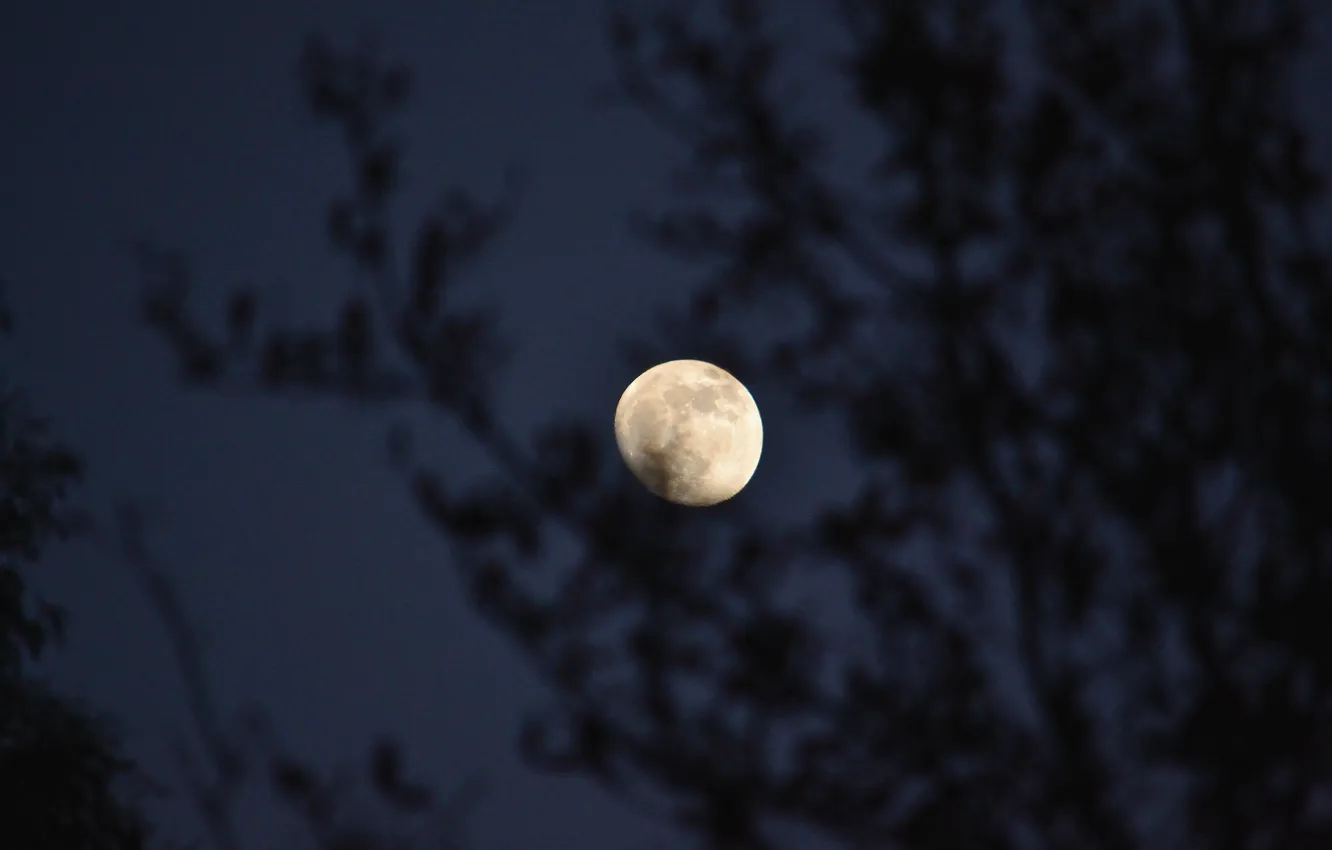 Photo wallpaper the sky, trees, night, branches, nature, the moon, Spain, Spain
