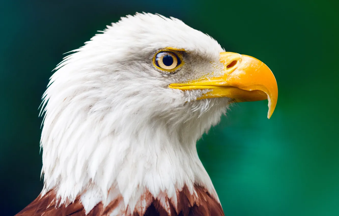 Photo wallpaper beak, bald eagle, bird