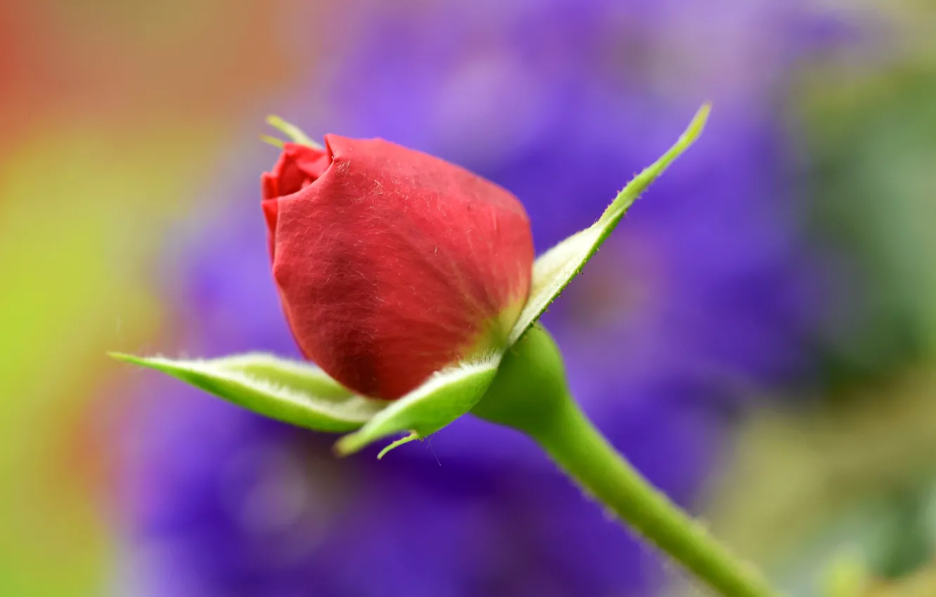 Photo wallpaper rose, petals, stem, Bud