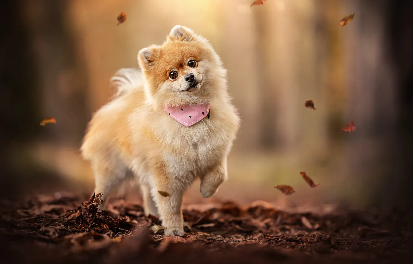 Photo wallpaper autumn, look, leaves, dog, face, bokeh, Spitz