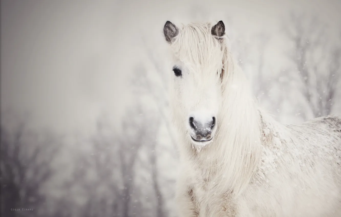 Photo wallpaper snow, horse, white, snow