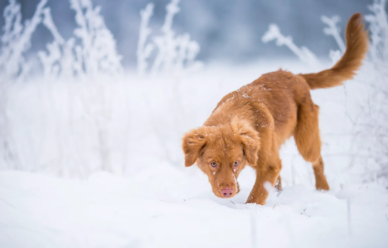 Photo wallpaper winter, frost, field, snow, nature, pose, dog, red