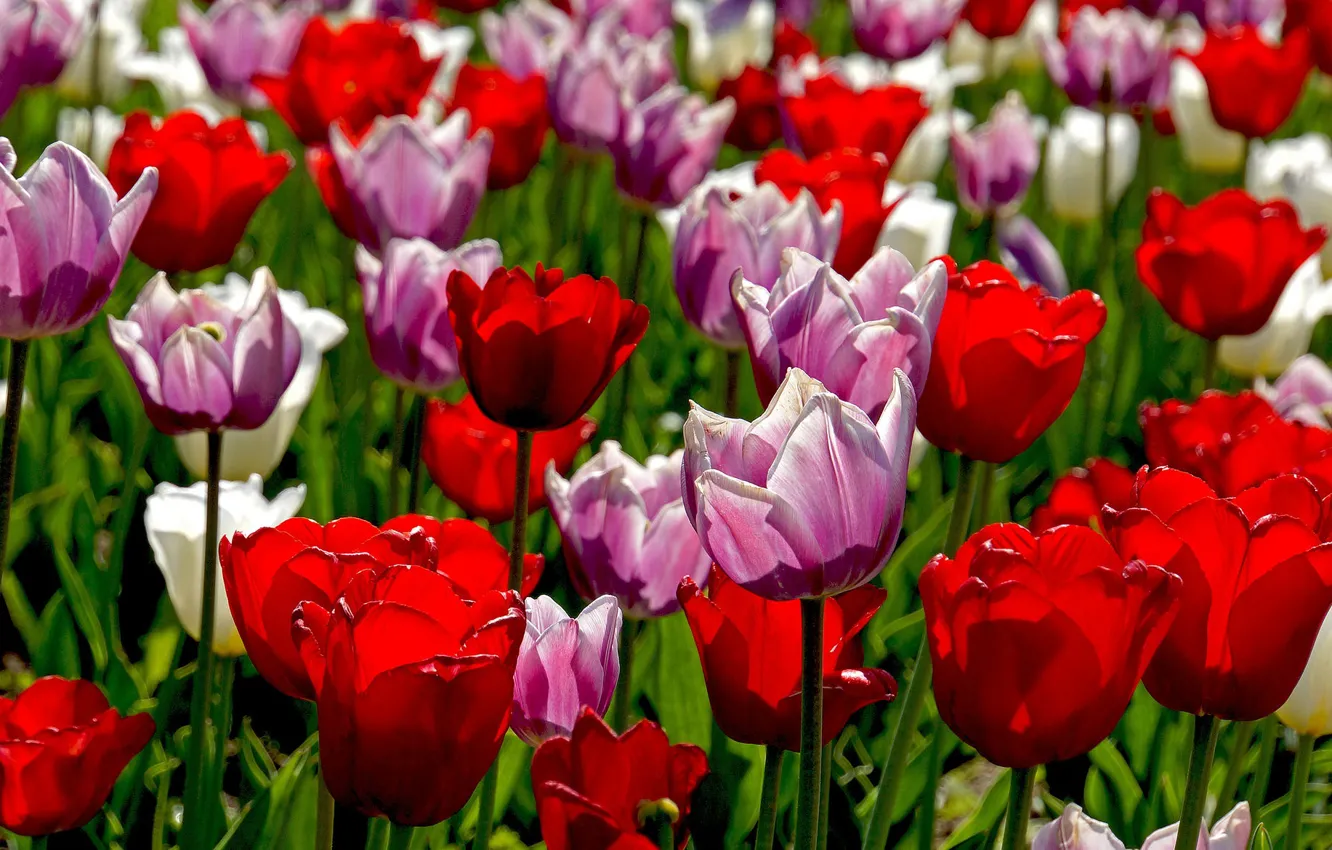 Photo wallpaper flowers, spring, tulips