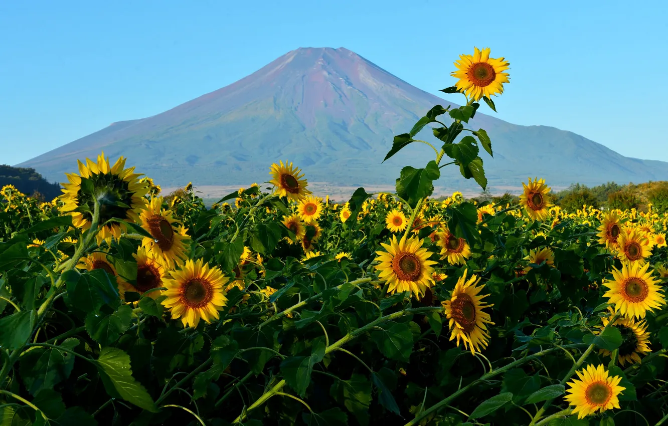 Photo wallpaper field, the sky, flowers, mountain, sunflower, Japan, Fuji