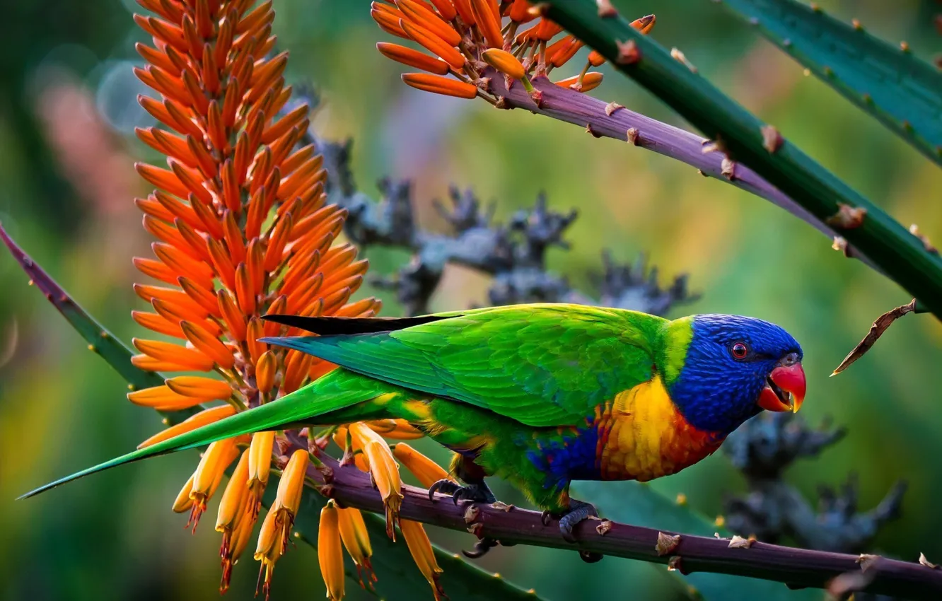 Photo wallpaper animals, flowers, branches, bird, blur, parrot, colors, tail